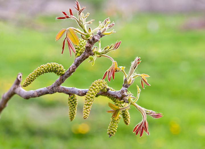 Fiori maschili detti amenti lunhi e verdi