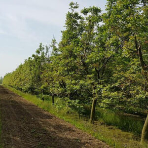 punti-vendita-azienda-agricola-panciera-campo