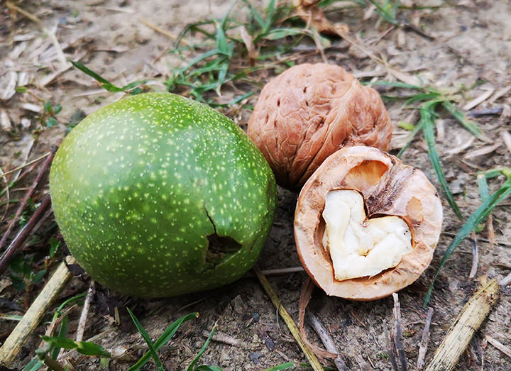 Il riempimento del frutto e continua fino alla metà di settembre con la formazione del guscio