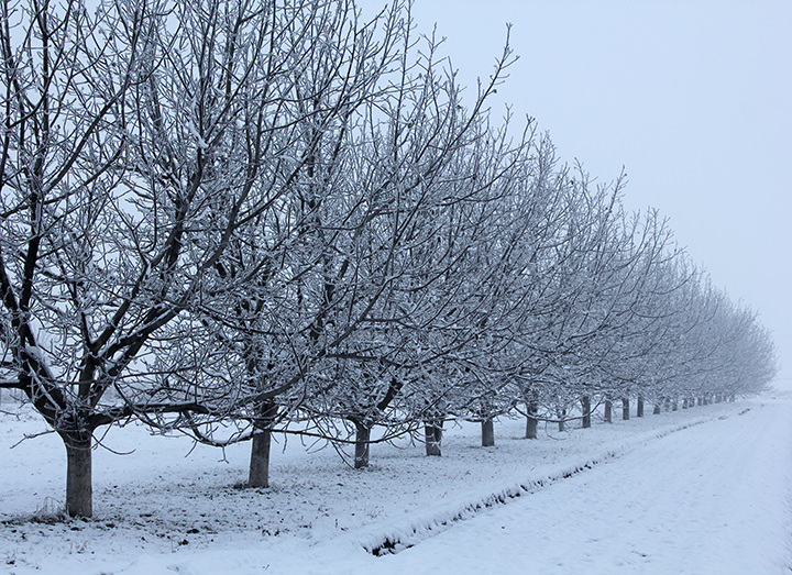 Il freddo invernale è molto importante per una buona produzione