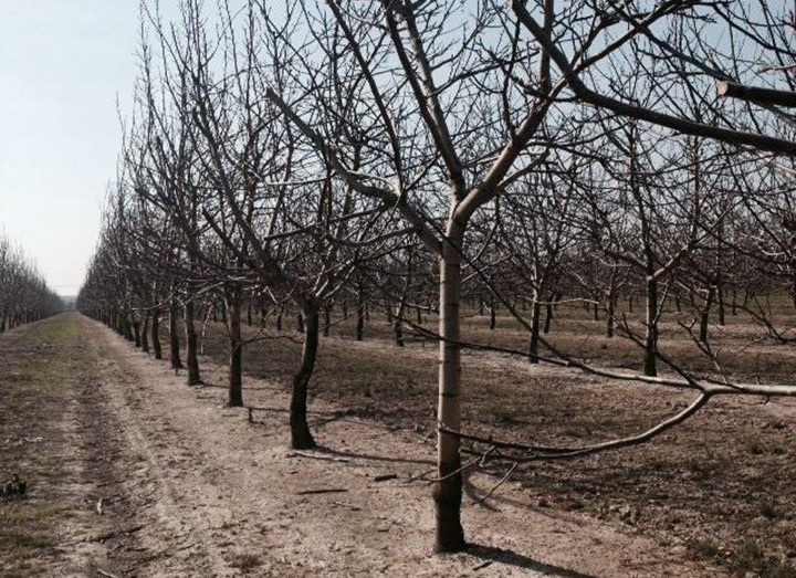 In Inverno inizia il periodi di riposo della pianta