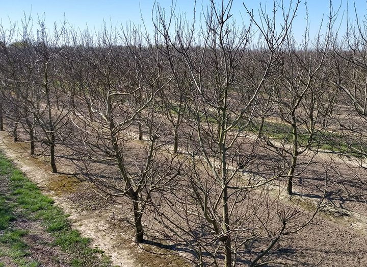 La pianta inizia il suo riposo vegetativo