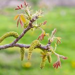 Fiori del noce