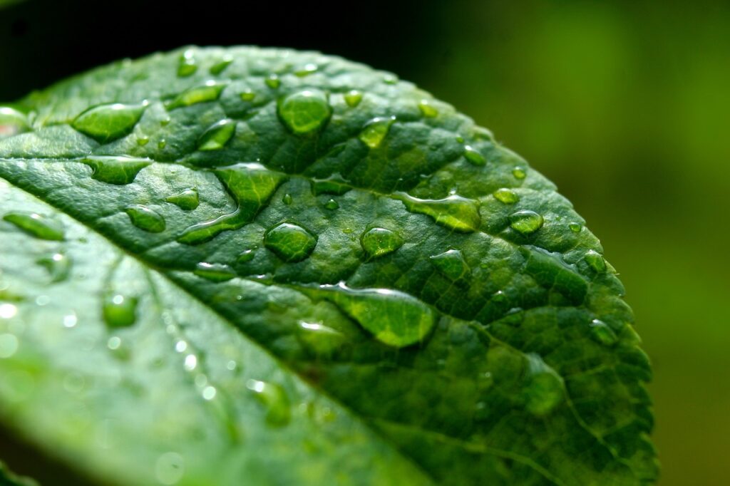 leaf, closeup, droplets, water, rain, nature, macro, foliage, rain, rain, rain, rain, rain