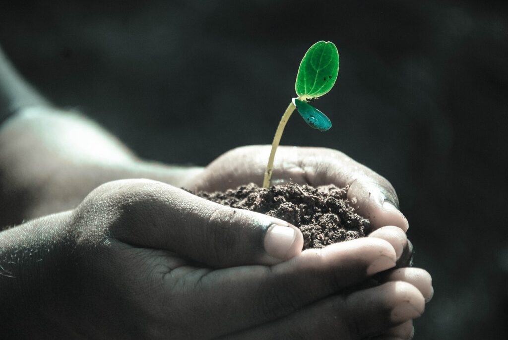 hands, macro, plant, soil, grow, life, gray life, gray plant, gray plants, plant, plant, soil, soil, nature, grow, life, life, life, life, life