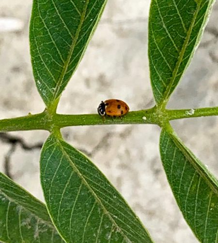 agricoltura-sostenibile-biodiversita-in-noceto.jpg